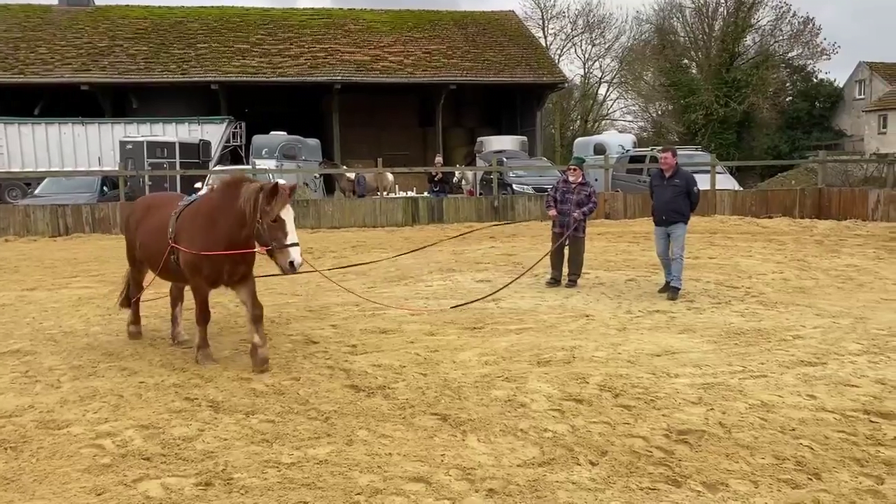 Les Bases Du Travail Aux Longues Rênes (partie 1